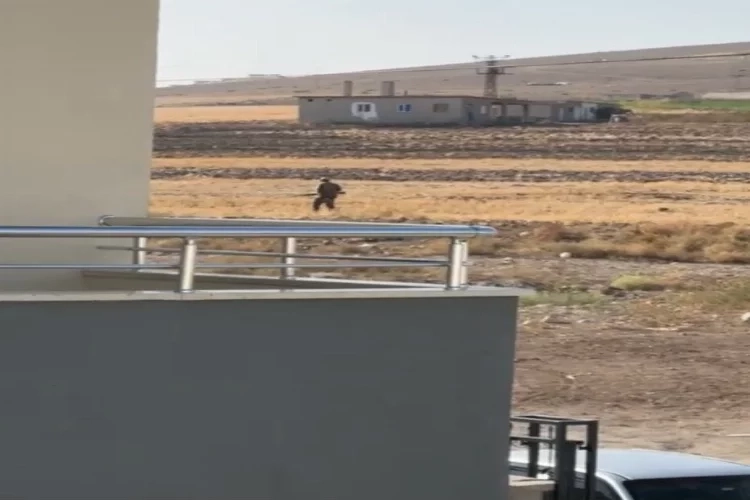 Kayseri'de pompalı tüfekle dehşet: 2 köpeği yaraladı haberinin görseli