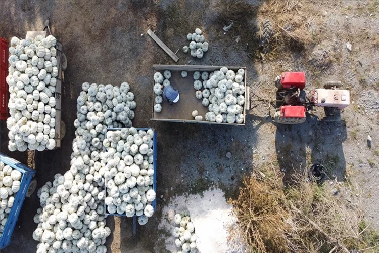 Kestane kabağında hasat başladı: Üretici verimden memnun