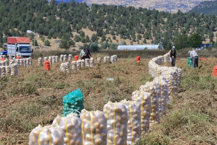 Patates hasadı çiftçiyi memnun ediyor