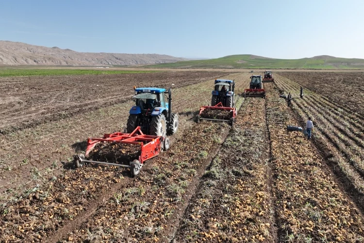 Sivas'ta patates hasadı başladı haberinin görseli