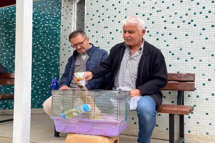 Camilere artık evcil hayvanlar bırakılıyor haberinin görseli