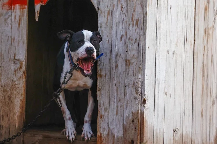 Pitbull saldırısında bacağı kesilmişti, köpeğin sahiplerine dava açıldı haberinin görseli