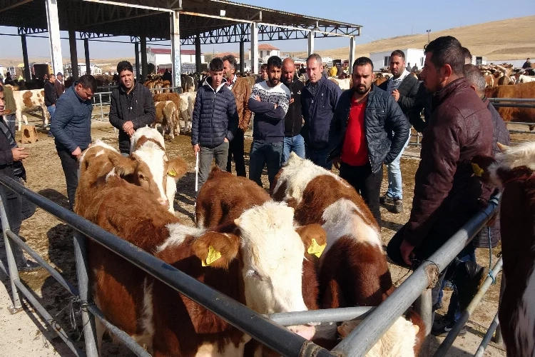 Yozgat'ta hayvan pazarları canlandı haberinin görseli