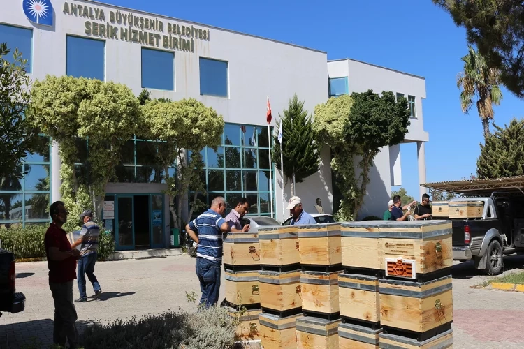 Antalya’da Serikli arıcılara kovan desteği haberinin görseli