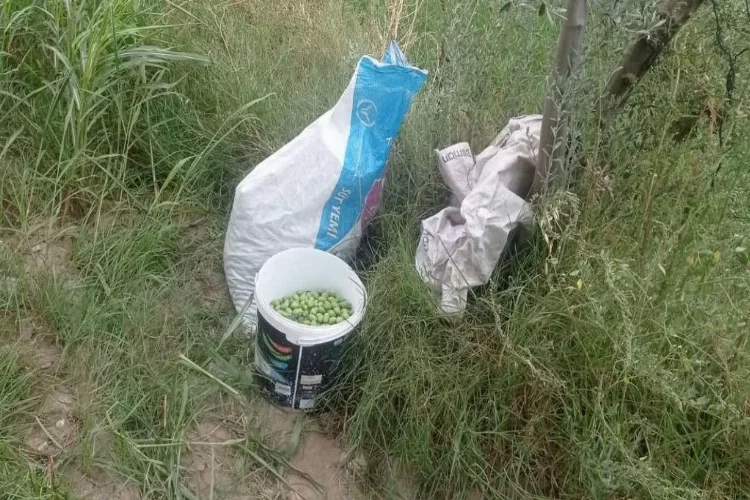 Aydın'da zeytin hırsızları yakalandı haberinin görseli