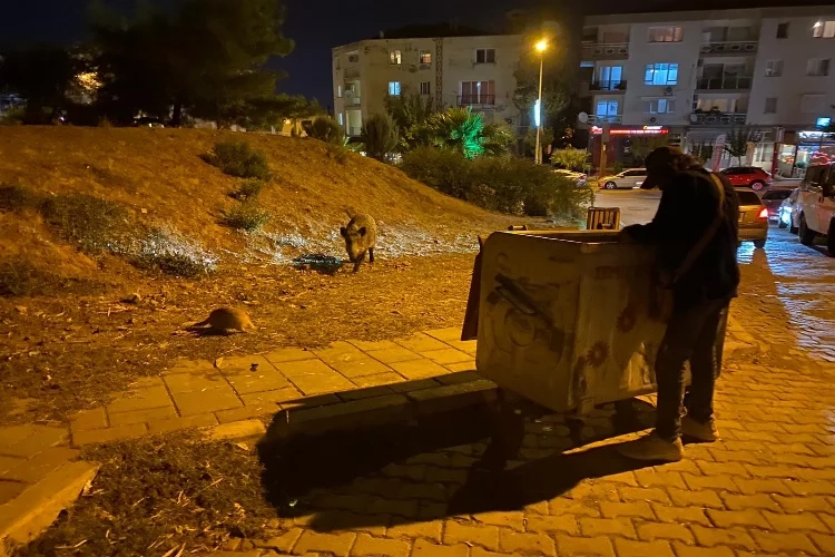 İzmir'de domuz sürüleri şehre indi haberinin görseli