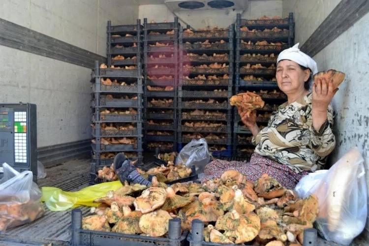 Muğla'da çıntar zamanı: Kilosu 150 TL haberinin görseli