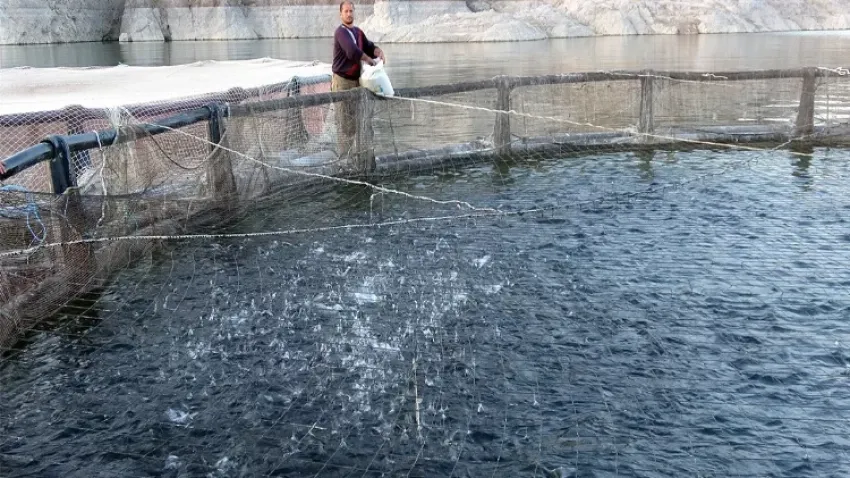 Tarım arazisi sular altında kalınca o da alabalık üreticisi oldu haberinin görseli