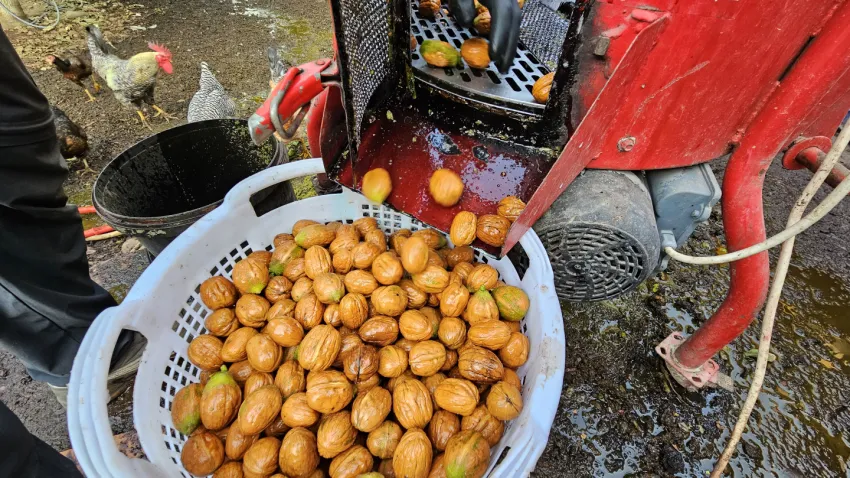 Balıkesir'de ceviz hasadı başladı (2)
