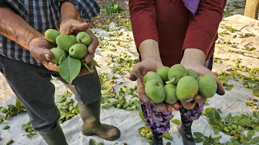 Balıkesir'de ceviz hasadı başladı (3)