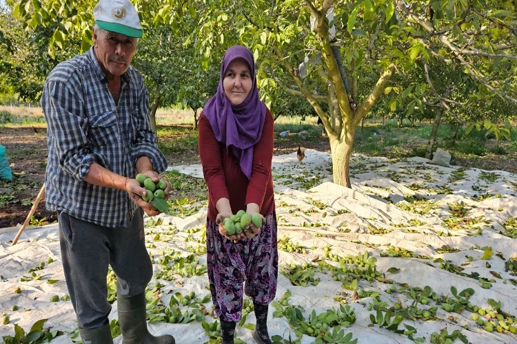 Balıkesir'de ceviz hasadı başladı haberinin görseli