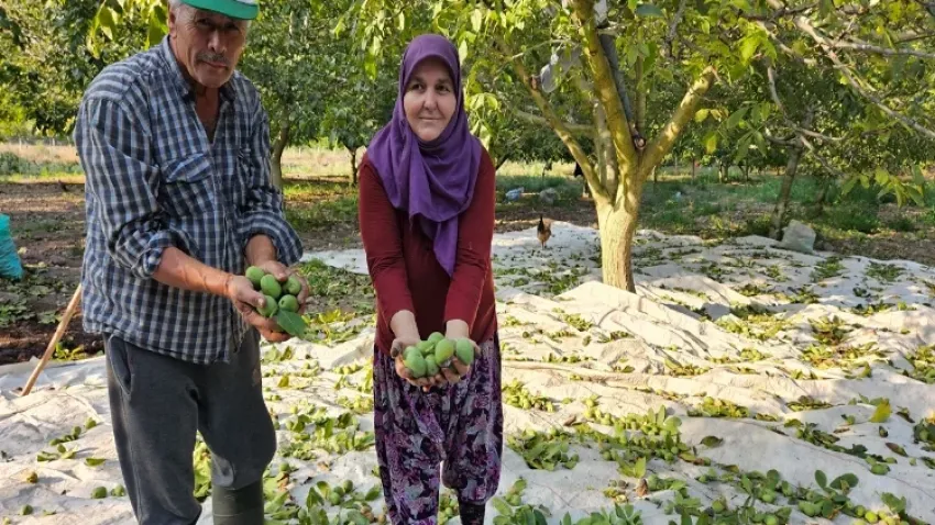 Balıkesir'de ceviz hasadı başladı haberinin görseli