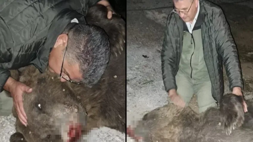 Boz ayı, tır çarpması sonucu öldü haberinin görseli