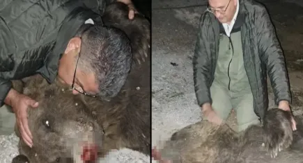 Boz ayı, tır çarpması sonucu öldü