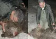 Boz ayı, tır çarpması sonucu öldü