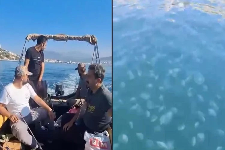Marmara’yı denizanası istila etti haberinin görseli