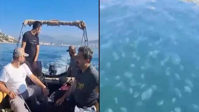 Marmara’yı denizanası istila etti