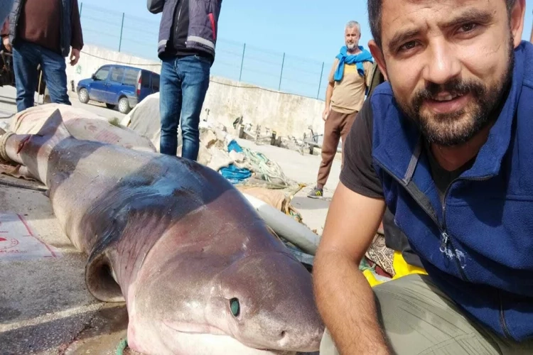 Dev köpekbalığı ile selfie yaptılar haberinin görseli