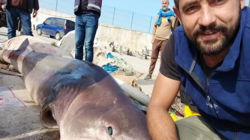 Dev köpekbalığı ile selfie yaptılar haberinin görseli