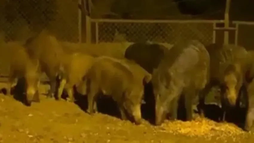 İstanbul’da domuz sürüsü şehre indi haberinin görseli