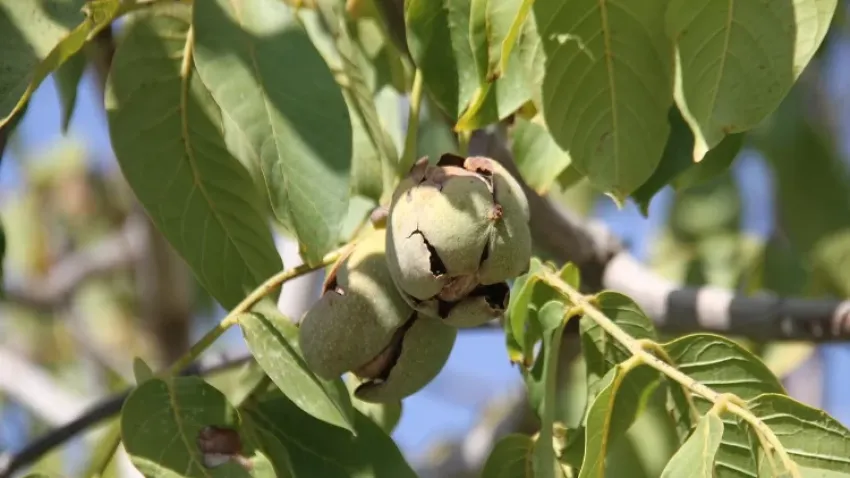 Elazığ’da ceviz hasadı başladı haberinin görseli