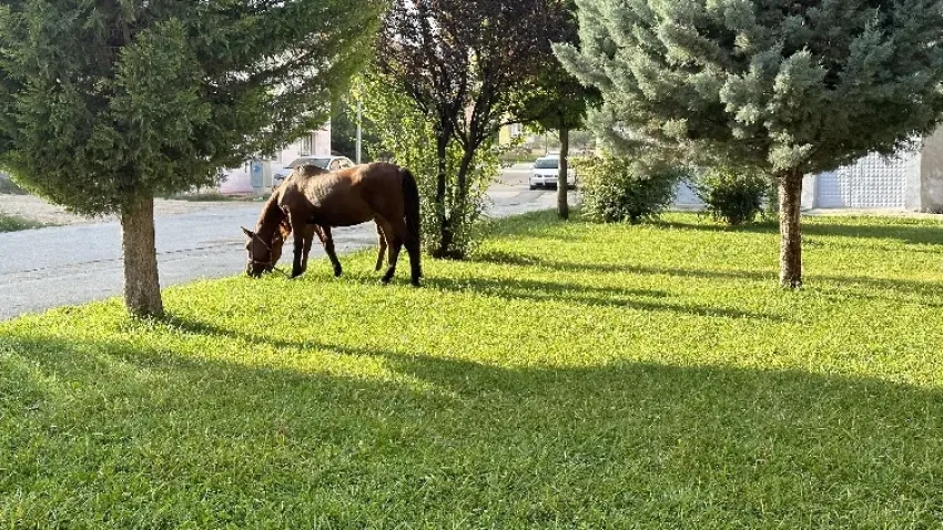Eskişehir'deyseniz dikkat: Her yerden at çıkabilir! haberinin görseli