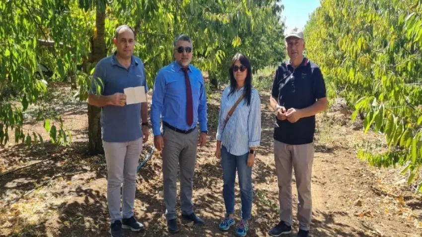 Eskişehir’de kiraz bahçeleri kontrol altında