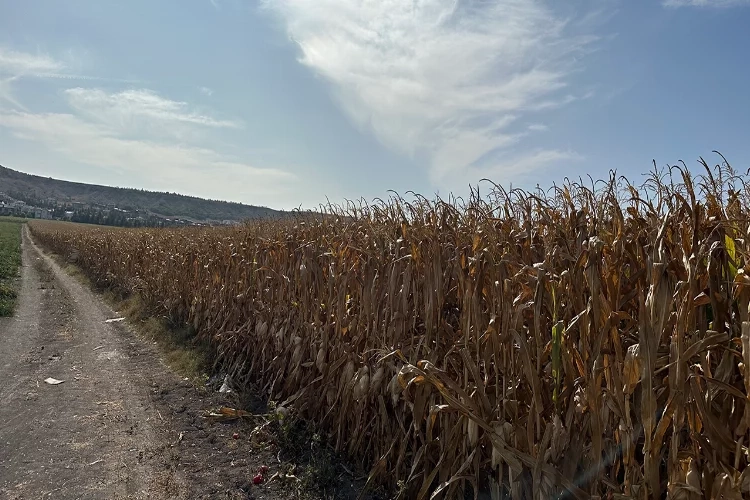 Eskişehir’de çiftçiler mısır hasadını bekliyor haberinin görseli