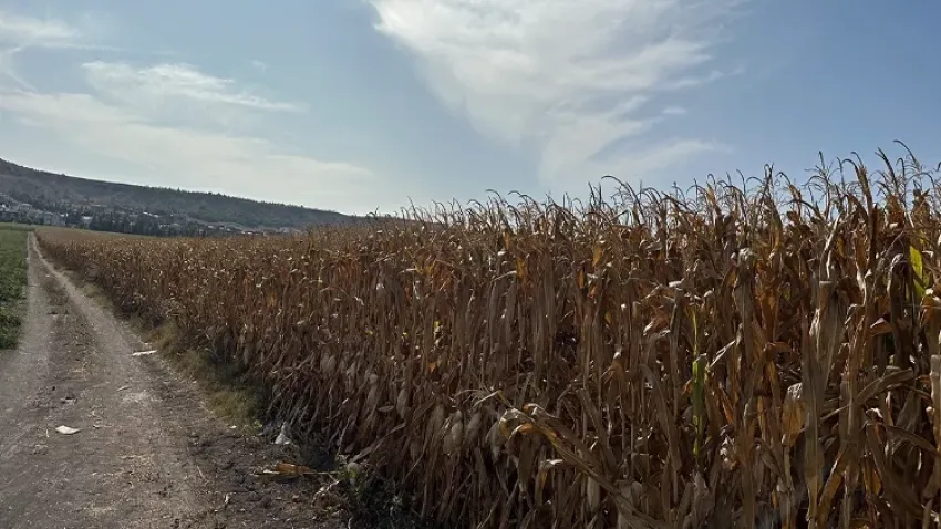 Eskişehir’de çiftçiler mısır hasadını bekliyor haberinin görseli