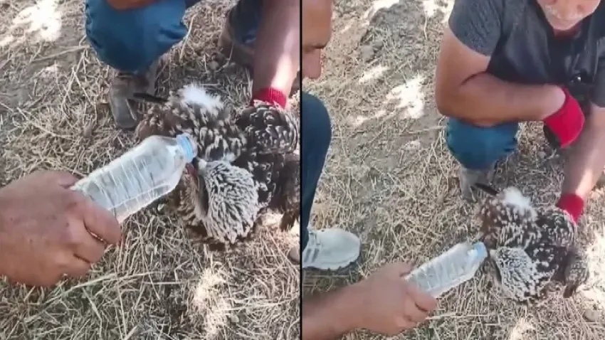 Yorgun düşen kara çaylağa su içirildi