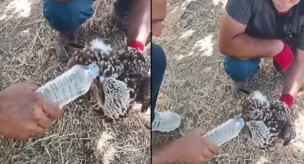 Yorgun düşen kara çaylağa su içirildi