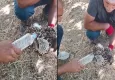 Yorgun düşen kara çaylağa su içirildi