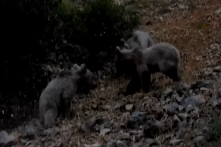 Tunceli’de bozayı ailesi böyle görüntülendi