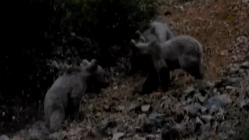 Tunceli’de bozayı ailesi böyle görüntülendi haberinin görseli