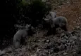 Tunceli’de bozayı ailesi böyle görüntülendi