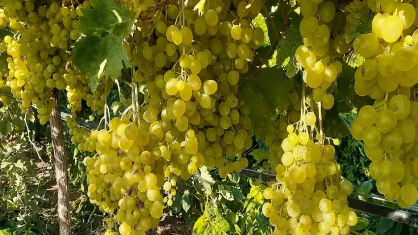 Modern tarım ile tonlarca üzüm elde etti haberinin görseli
