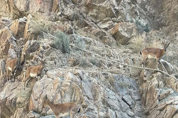 Artvin’de yaban keçileri görüldü haberinin görseli