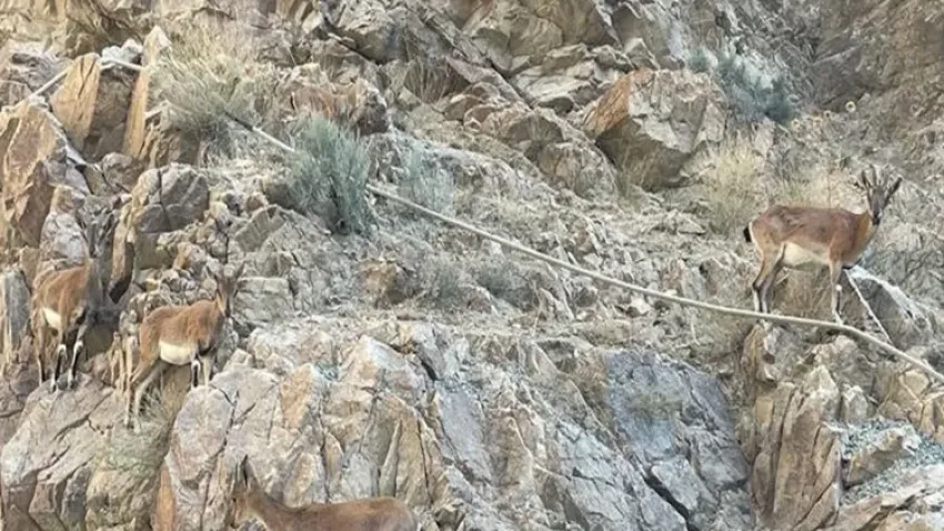 Artvin’de yaban keçileri görüldü haberinin görseli