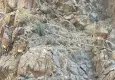 Artvin’de yaban keçileri görüldü