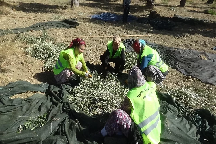 Balıkesir'de zeytin hasadı başladı haberinin görseli