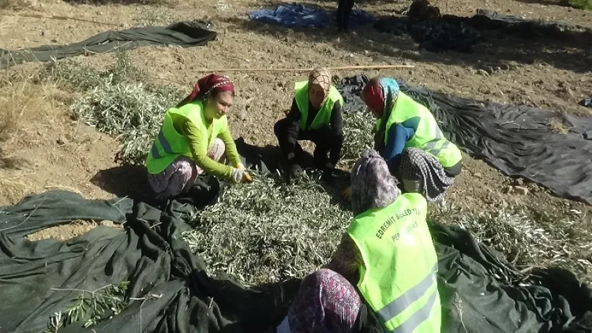 Balıkesir'de zeytin hasadı başladı haberinin görseli