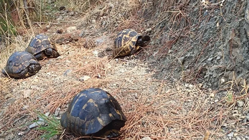 Zifte bulanan kaplumbağalar yeniden doğaya salındı haberinin görseli