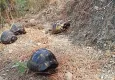 Zifte bulanan kaplumbağalar yeniden doğaya salındı