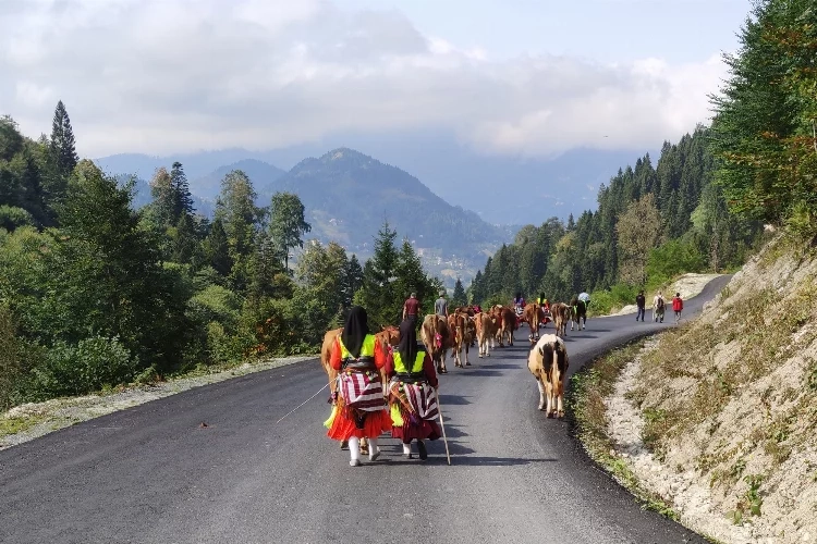 Doğu Karadeniz'de vargit çiçekleri açtı... Yayladan dönüş yolu başladı