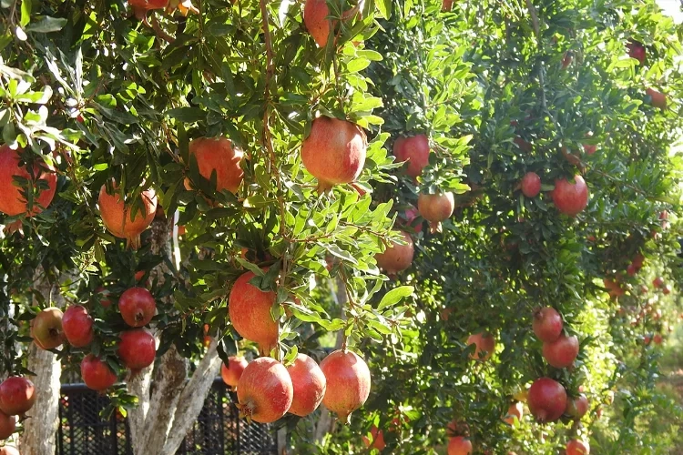 Kilis’te nar hasadı başladı haberinin görseli