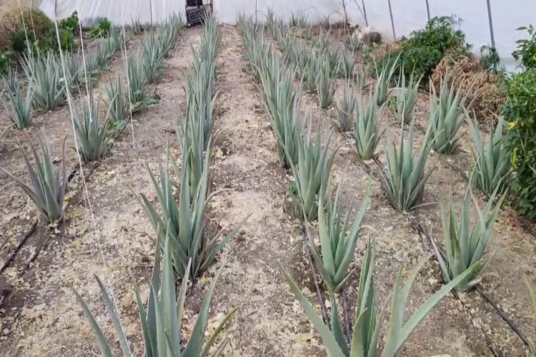 Hakkari’de aloe vera üreticiyi memnun etti