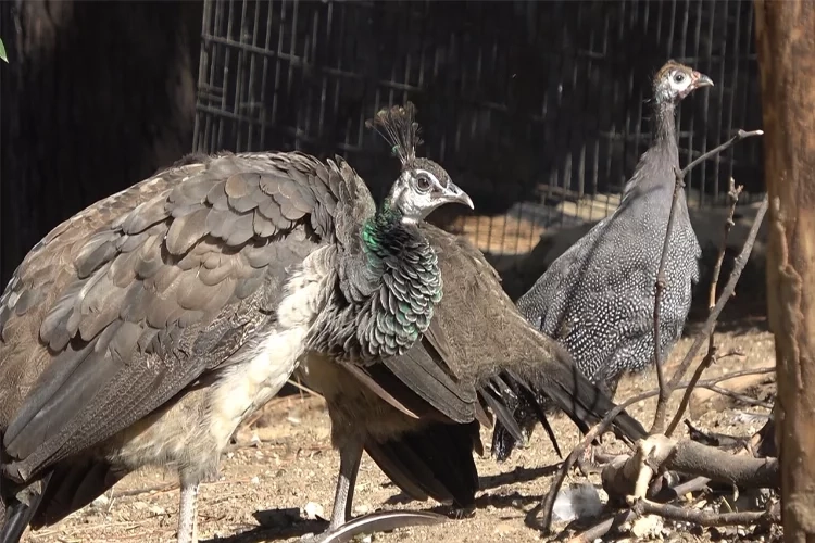 Tavus kuşu tokat tavuğuna annelik yapıyor