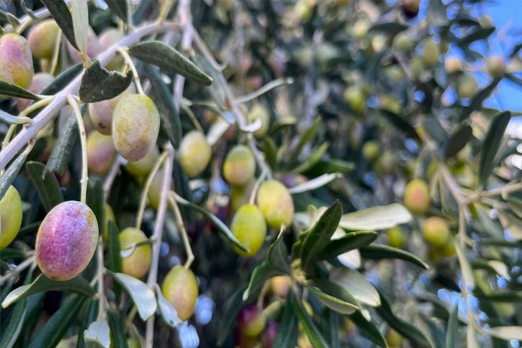 Aliağa'da zeytin hasadı başlıyor haberinin görseli