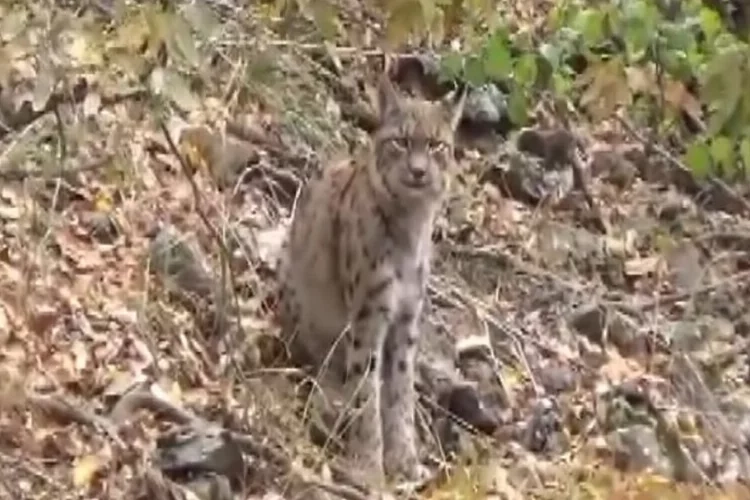 Kırımızı listedeki vaşak böyle görüntülendi