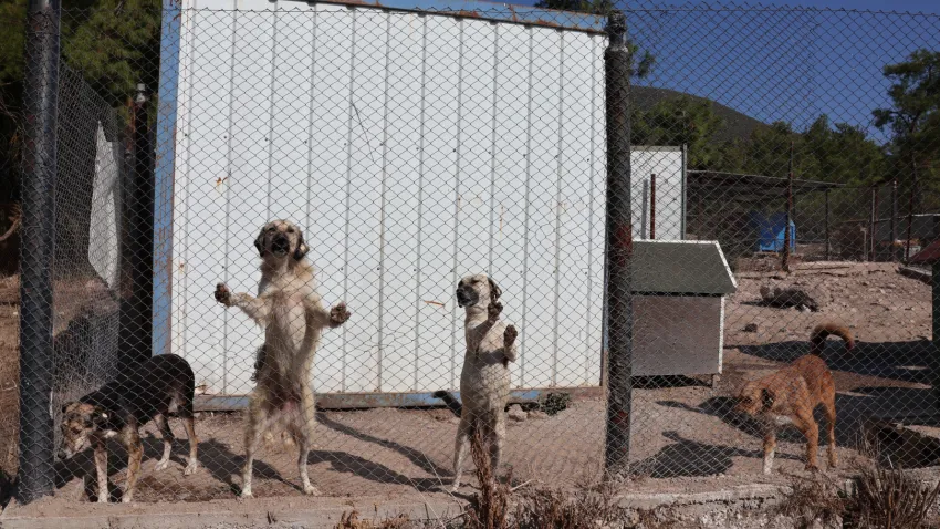 köpek mama yardımı